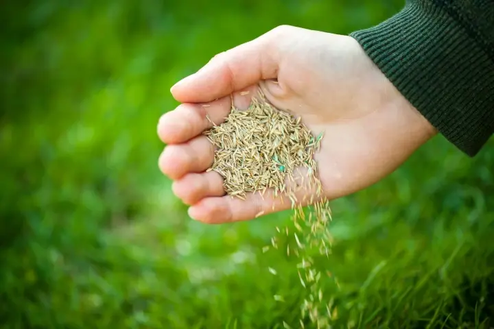 Grass seed 02